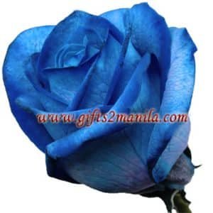 Single Blue Rose Bouquet