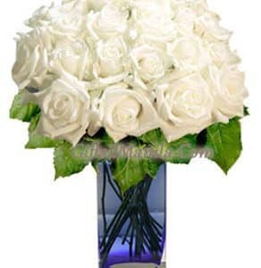 24 White Roses