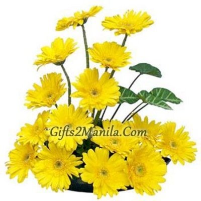 Gerbera Basket