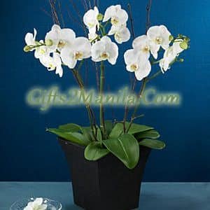 Premium White Orchid